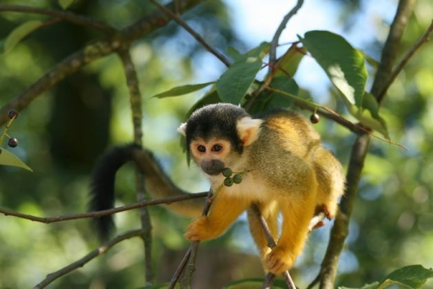Selva alta o Rupa Rupa: características, fauna, flora