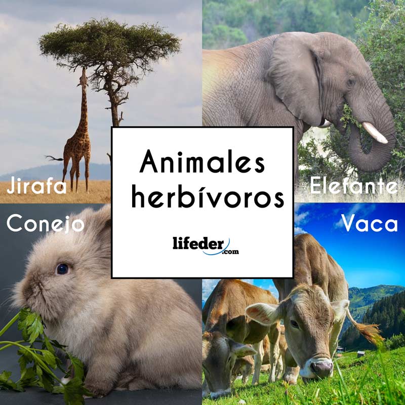 Animales herbívoros características, tipos, ejemplos