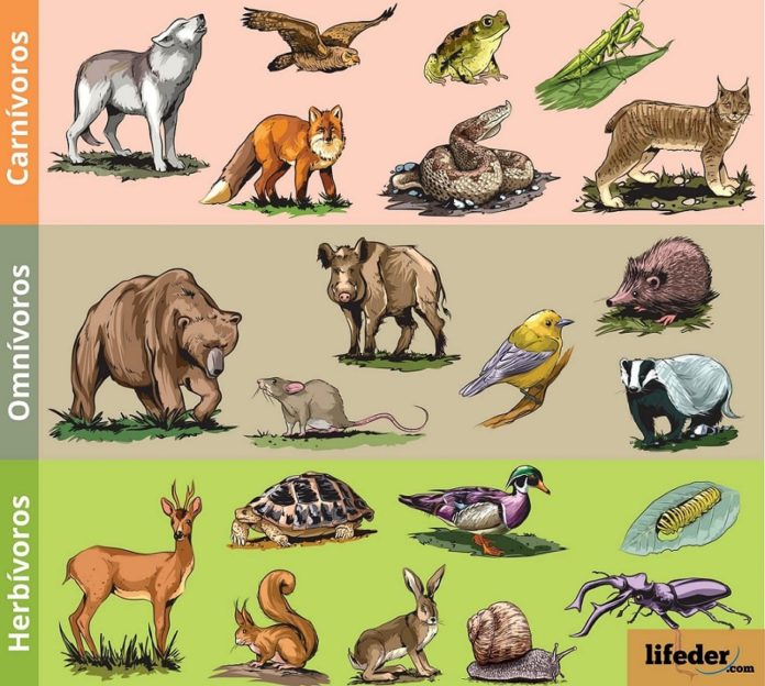 Clasificación de los Animales Según su Alimentación (Ejemplos)