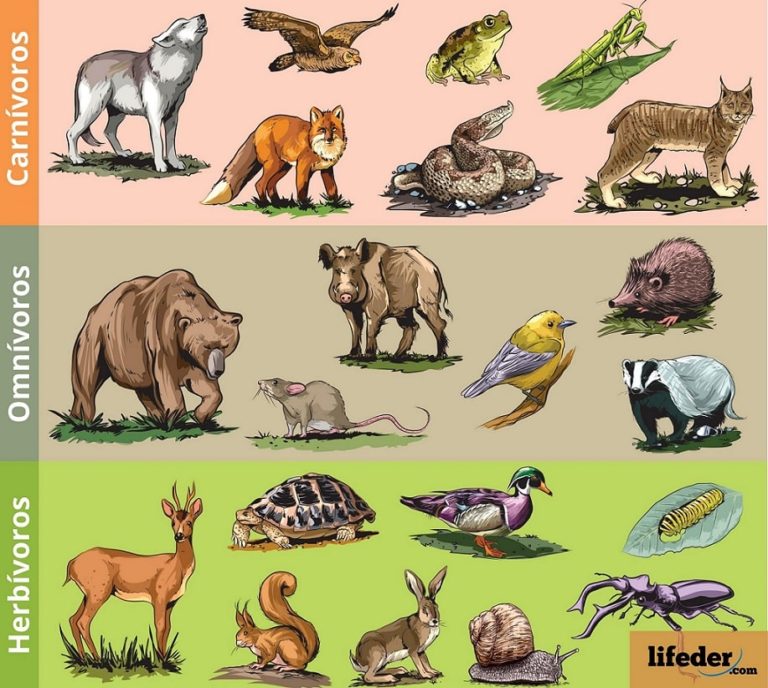 Clasificación de los Animales Según su Alimentación