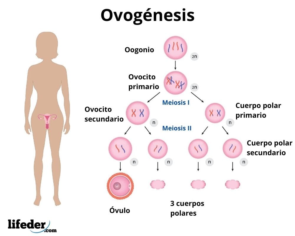 Fecundación humana: qué es, cómo ocurre, proceso, image size:1000x800
