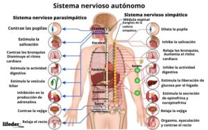 Sistema nervioso autónomo: funciones, estructura, enfermedades