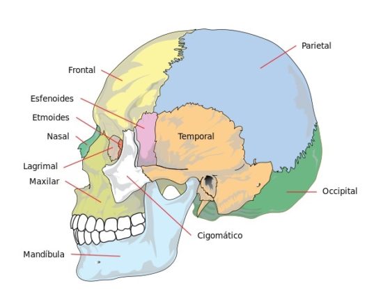 Esqueleto axial: concepto, funciones, huesos, articulaciones