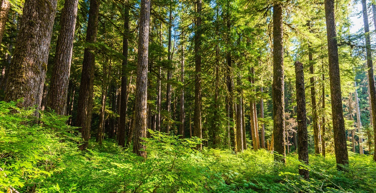 Ecosistema terrestre características, tipos, ejemplos