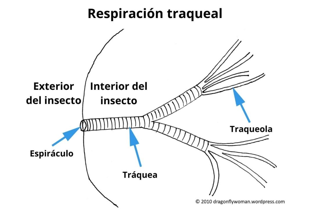 Tipos de respiración y sus características Tipos de respiración y sus características