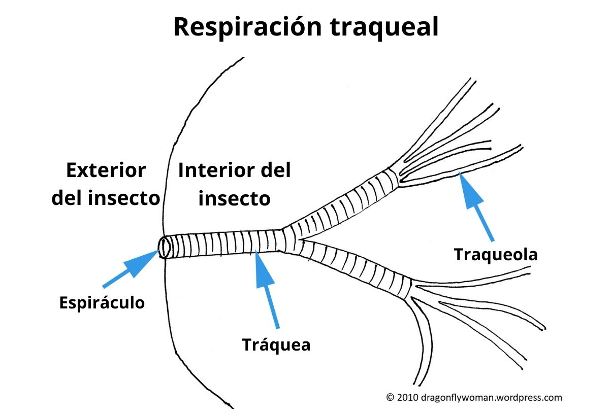 Tipos de respiración y sus características