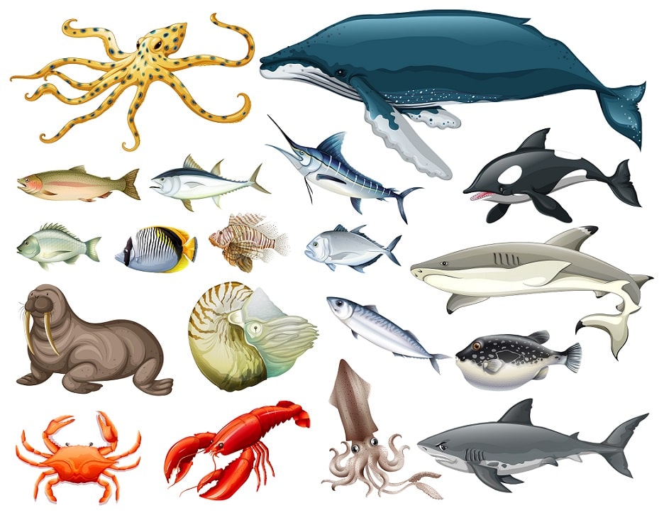Animales Terrestres, Acuáticos y Aéreos (Ejemplos) Animales Terrestres, Acuáticos y Aéreos (Ejemplos)