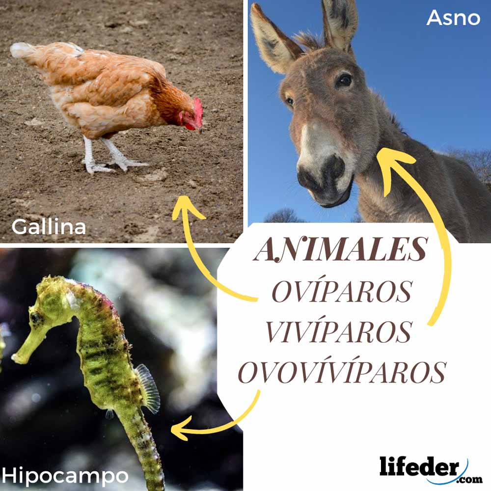 Clasificación de los animales según su reproducción