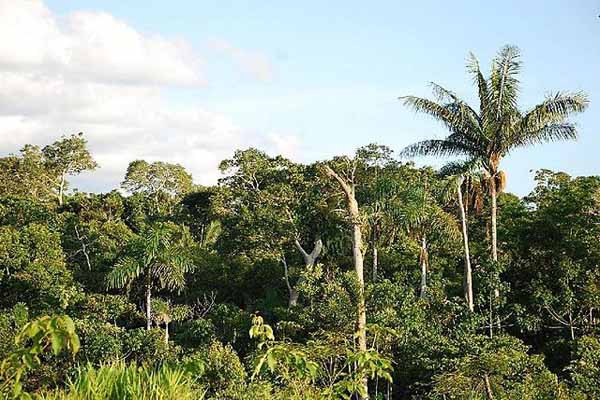 Bosque Humedo Tropical Caracteristicas Clima Flora Fauna
