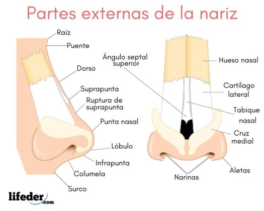 La Nariz Sus Partes Y Funciones
