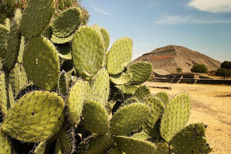 Flora y fauna de Durango especies representativas