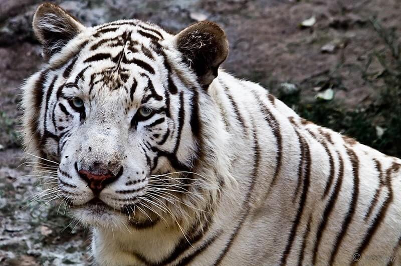 Tigres Blancos Caracter Sticas Distribuci N Reproducci N Alimentaci N