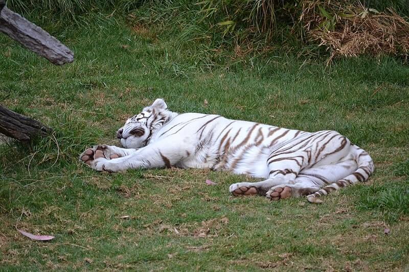 Tigres blancos: qué son, características, hábitat, reproducción