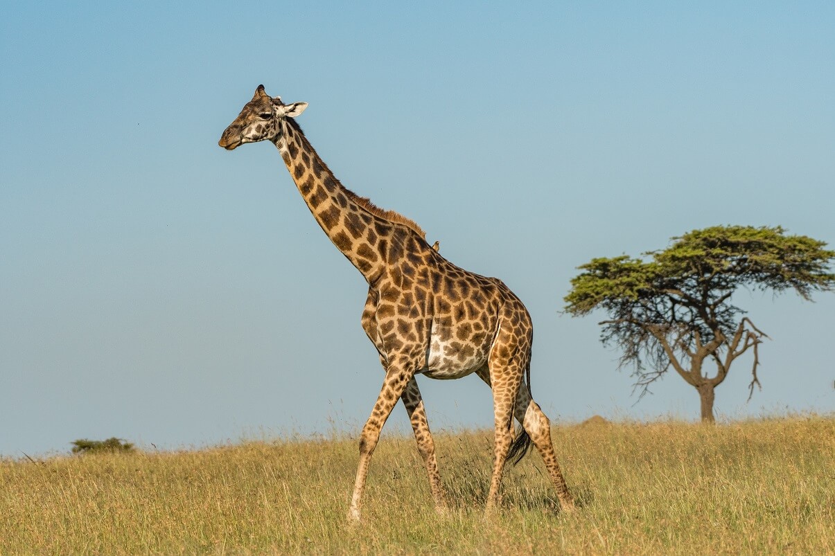 25 animales de la sabana africana y sus características Lifeder
