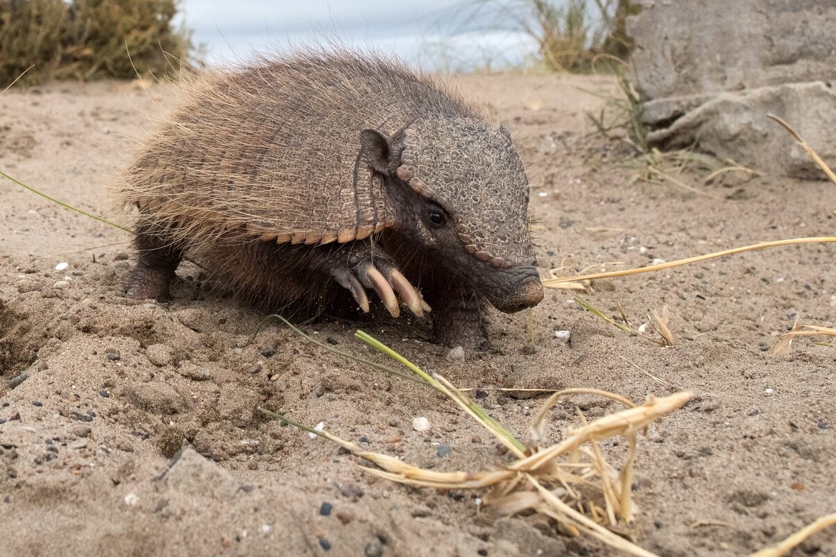 13 Animales de Clima Frío y sus Características