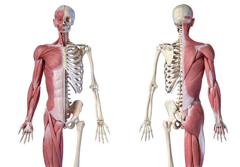 Cómo Se Relaciona El Aparato Locomotor Con Tu Cuerpo
