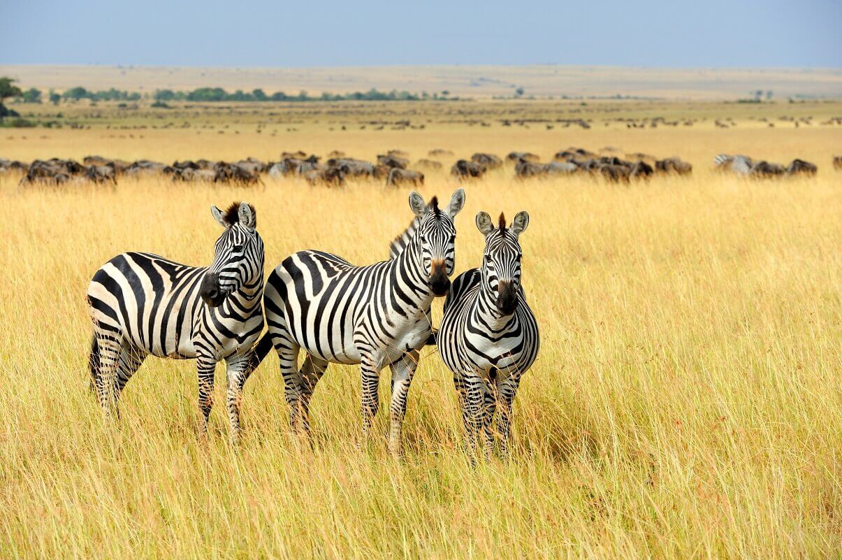 40 animales de África y sus características (comunes y raros)