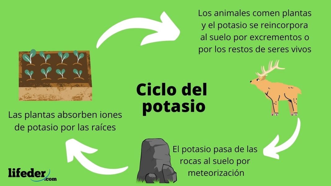Ciclo de la urea: etapas, enzimas, función, regulación