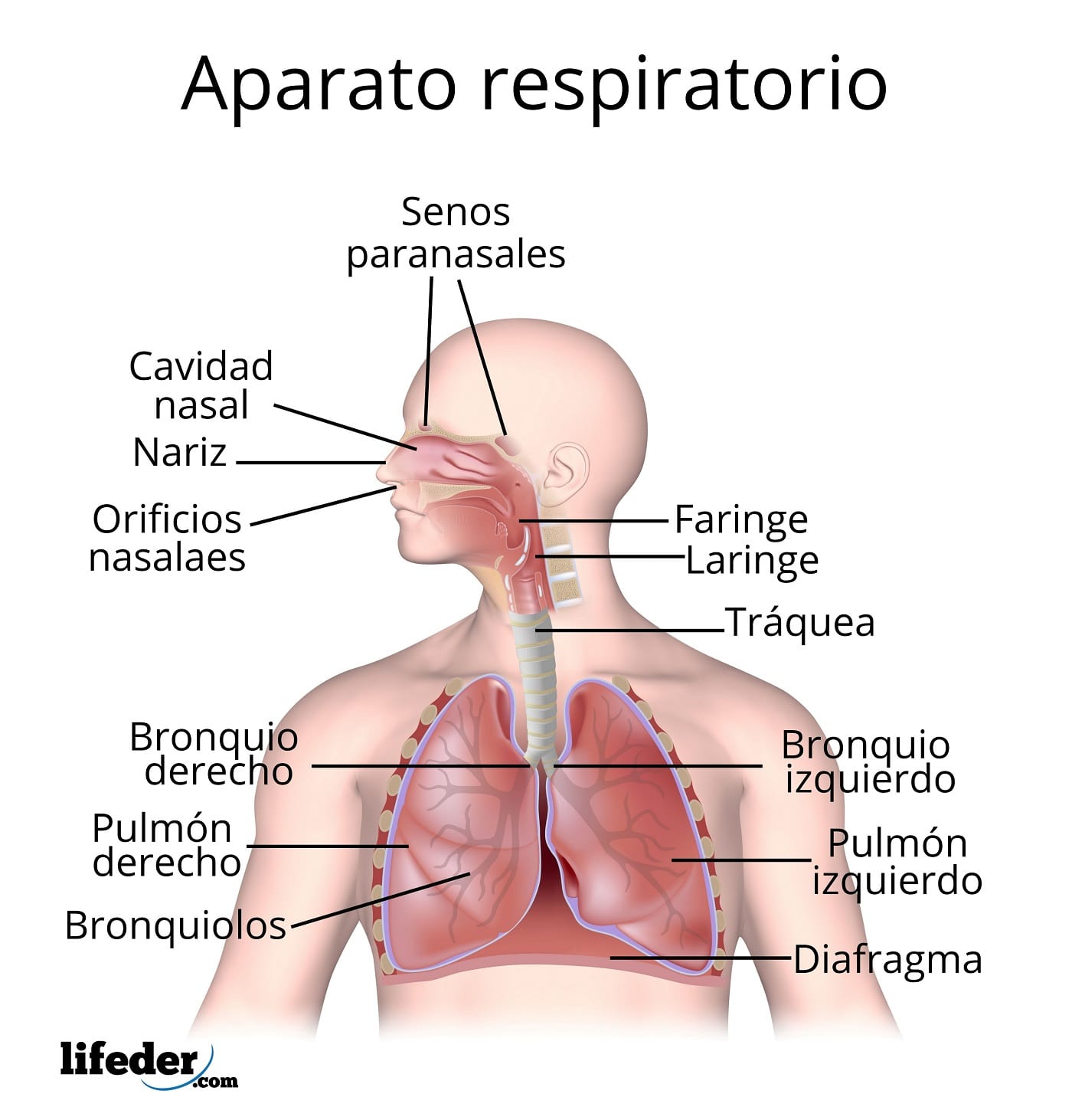 Sistema respiratorio: Anatomía y funciones