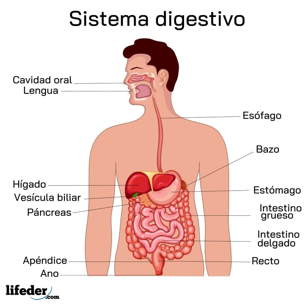 Eliminación intestinal: qué es, técnicas, anatomía, fisiología
