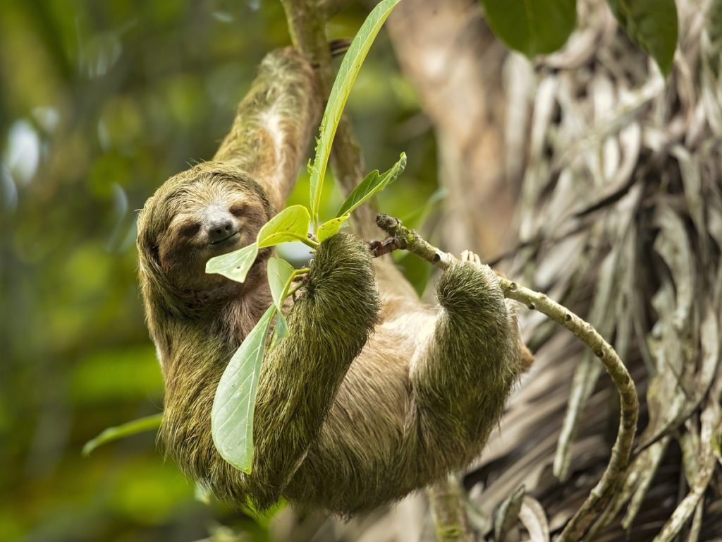 Selvas Animales Y Plantas