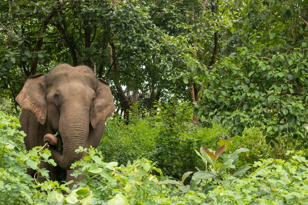 Animales de la selva características, qué comen, hábitat, ejemplos