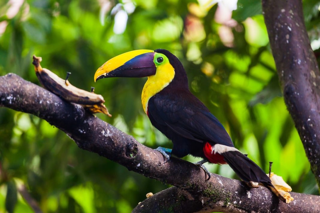 Animales de la selva: características, qué comen, hábitat, ejemplos
