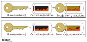 Cinética enzimática