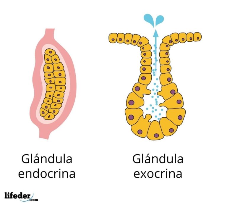 Glándulas mixtas características, funciones, ejemplos