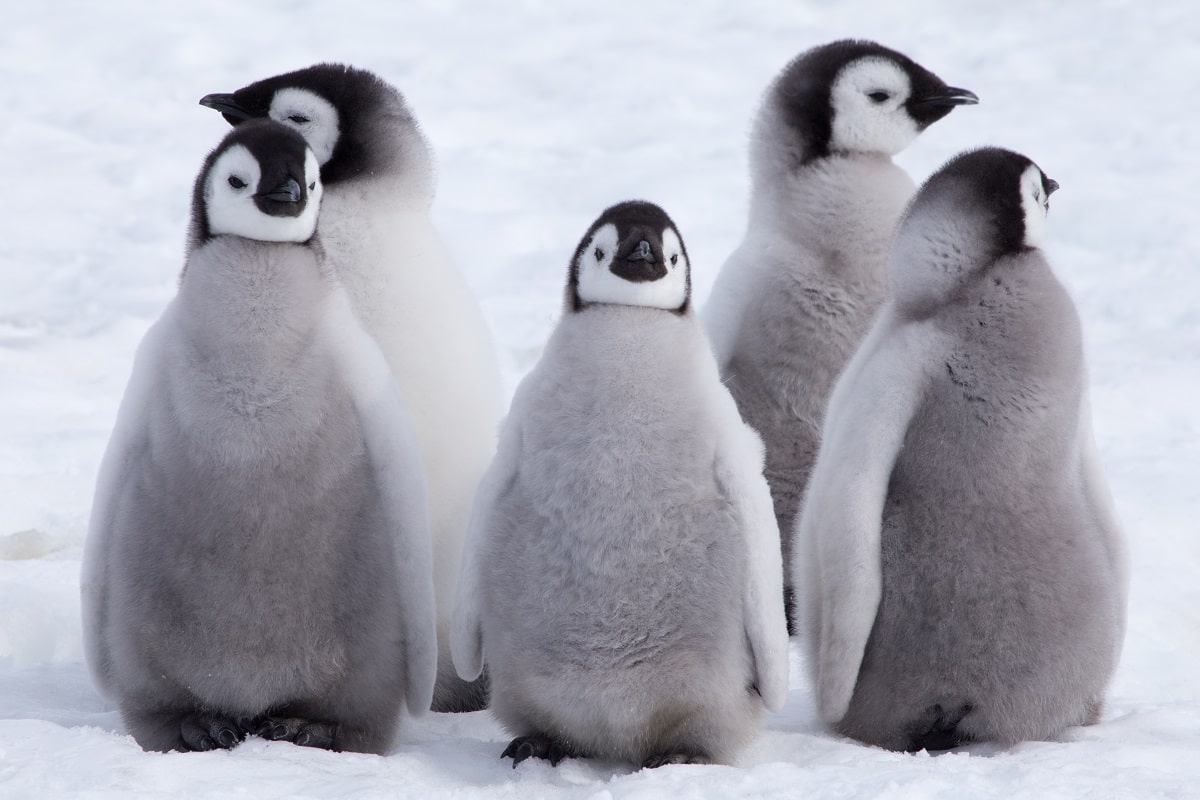 25 Animales De La Antrtida Y Sus Caractersticas 600x400 25-animales-de-la-antrtida-y-sus-caractersticas-600x400