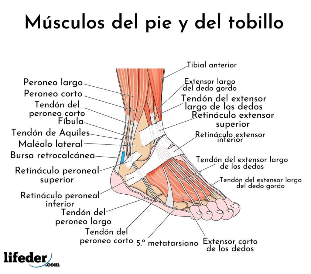 Arriba 96+ Foto Como Medir La Longitud Del Pie Alta Definición Completa ...