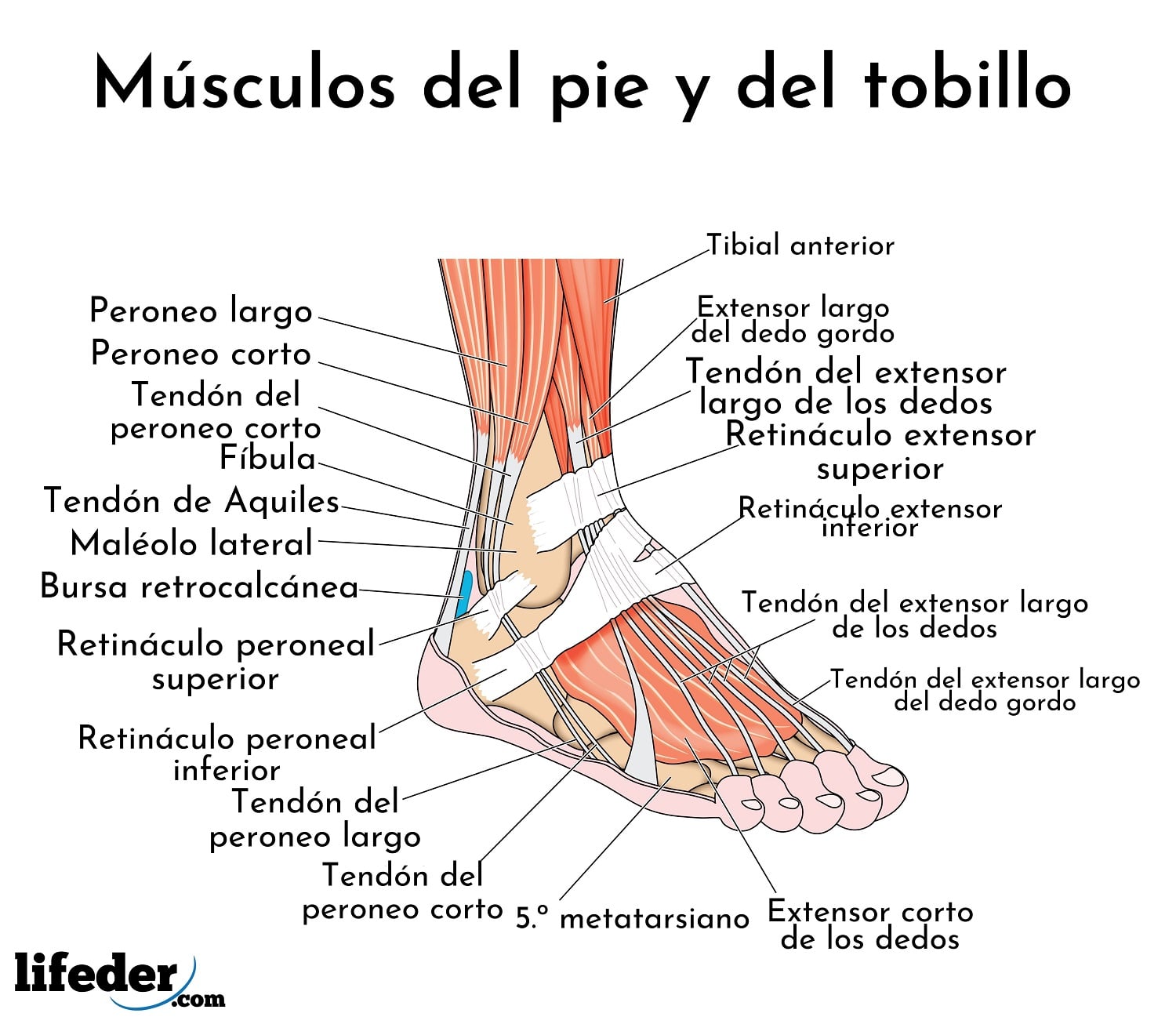 Músculos De La Pierna Descripción Y Funciones Imágenes