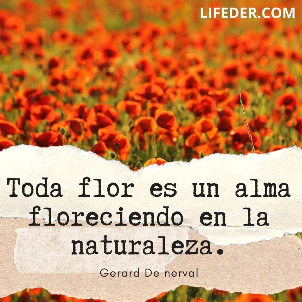 100 Frases Del Alma El Corazon Y La Vida Para Reflexionar 100 Frases Del Alma El Corazon Y La Vida Para Reflexionar