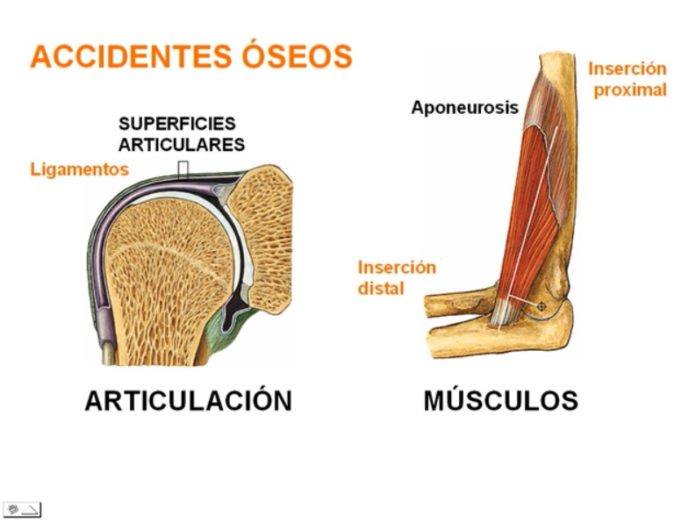 Accidentes óseos concepto, para qué sirven y los más comunes