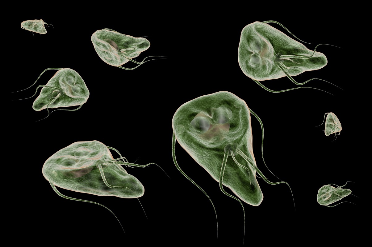 Reino Protista: qué es, características, clasificación, ejemplos Reino Protista: qué es, características, clasificación, ejemplos