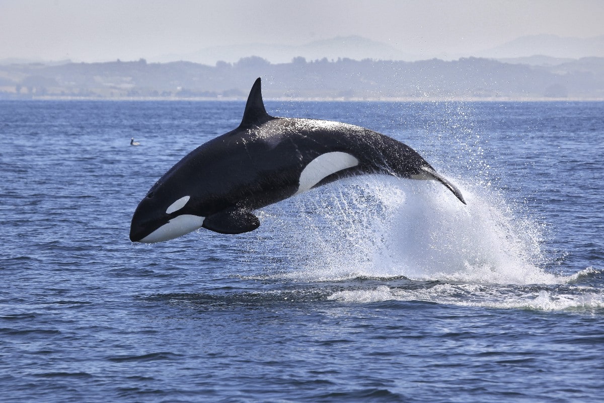 ¿Para qué suben a la superficie las orcas, ballenas y delfines? ¿Para qué suben a la superficie las orcas, ballenas y delfines?