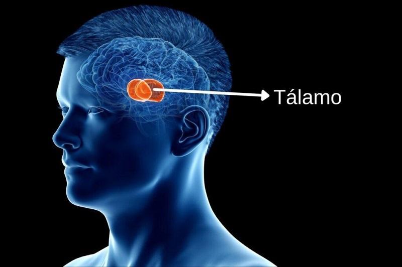 Tálamo Qué Es Núcleos Anatomía Funciones