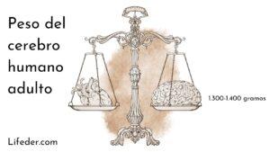 ¿Cuánto pesa el cerebro de un adulto?