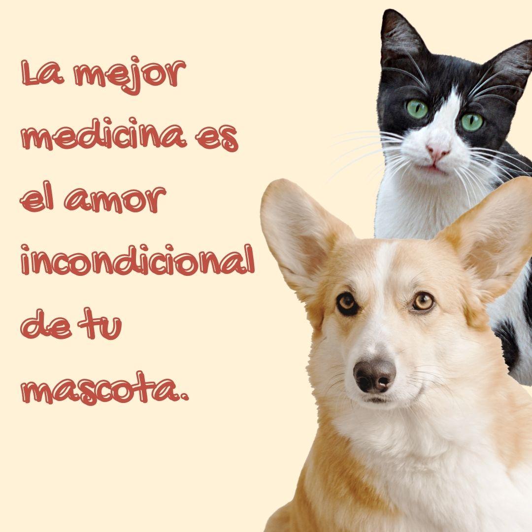 85 frases de animales y mascotas para dedicar, reflexionar y compartir