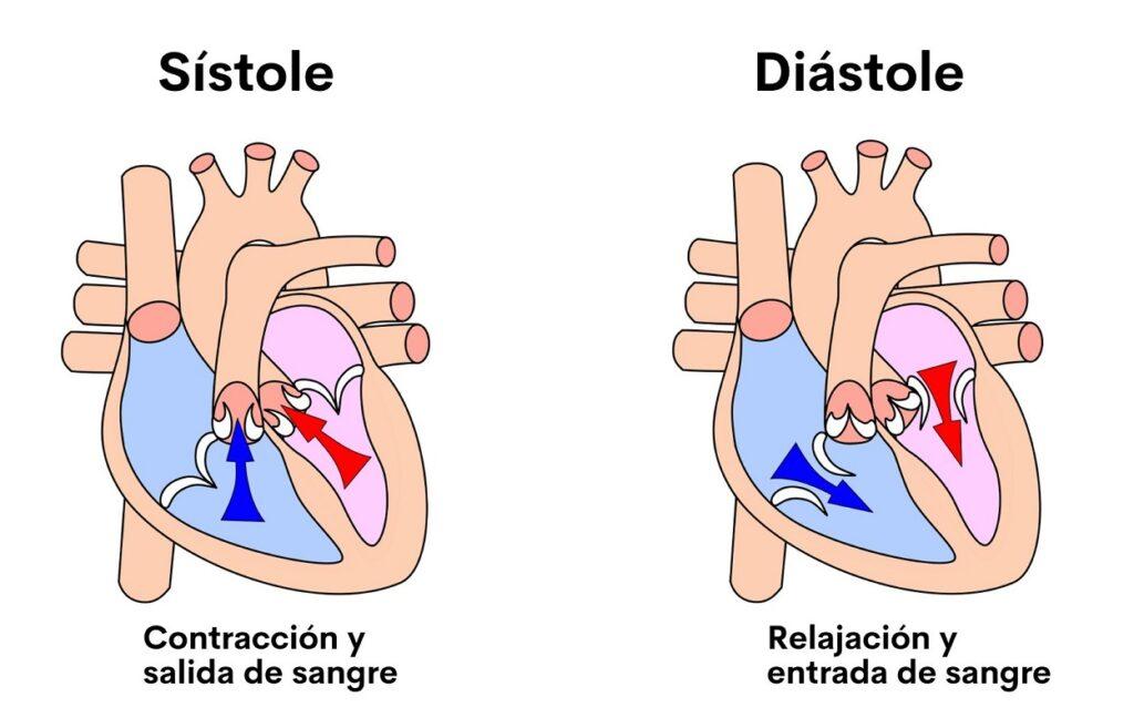 ¿cuál es la diferencia entre la presión sistólica elevada y la diastólica baja