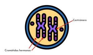 Cromosomas homólogos