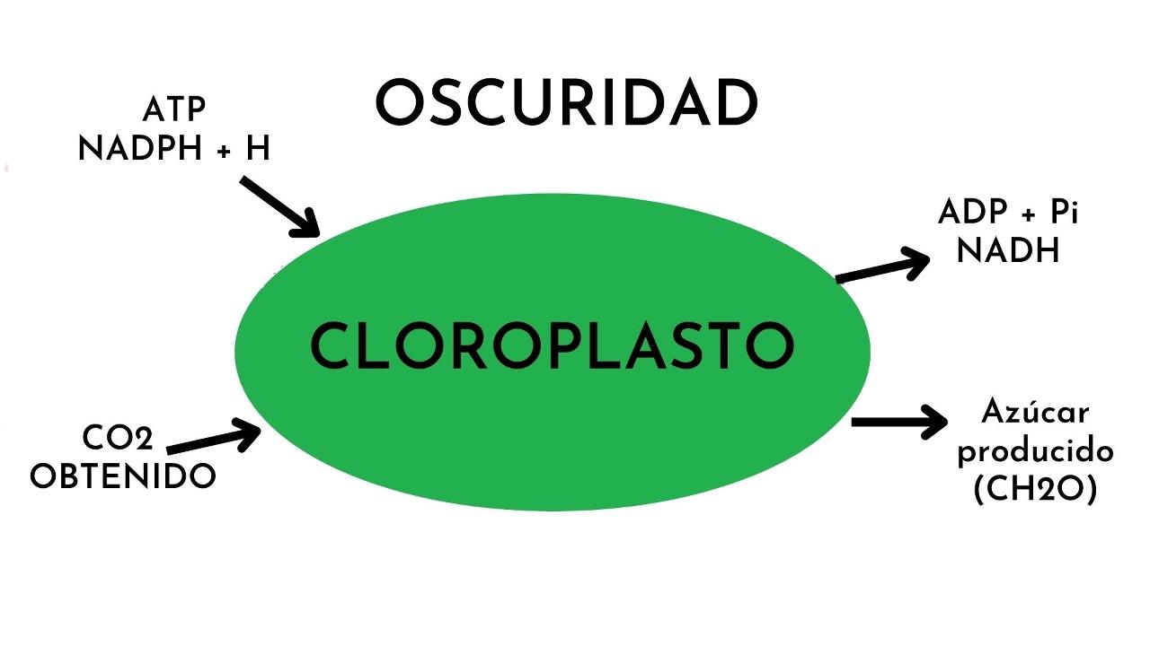 Fase oscura de la fotosíntesis: qué es, características, mecanismos