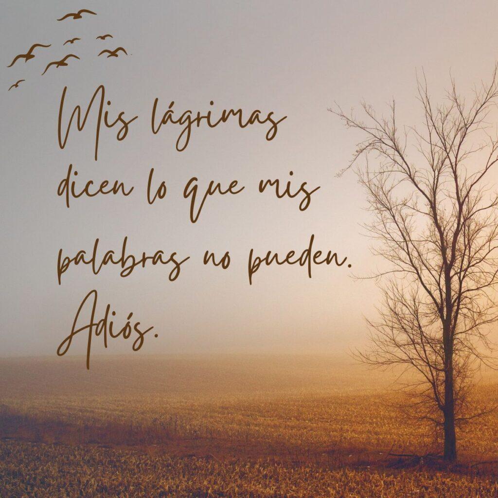 100+ frases de despedida para decir adiós o hasta luego 100+ frases de despedida para decir adiós o hasta luego