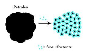 Biosurfactantes