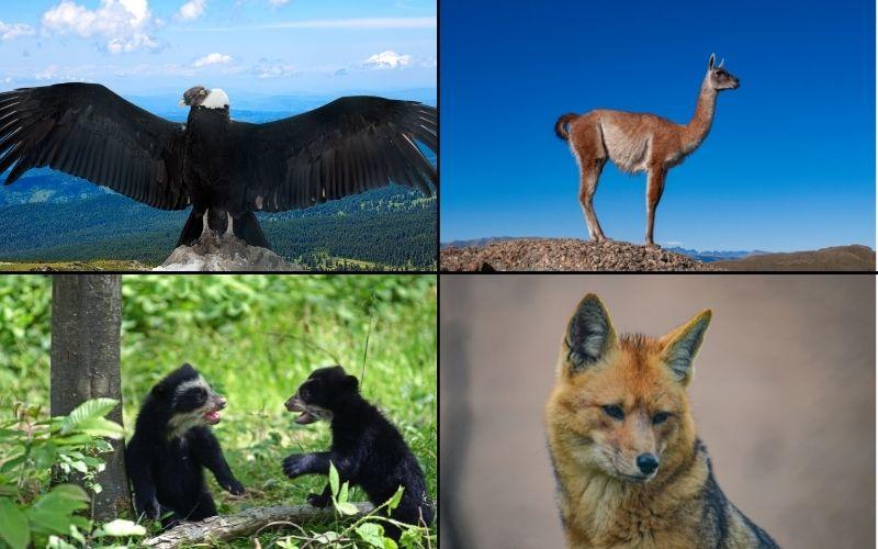 30 animales de la sierra ecuatoriana y sus características