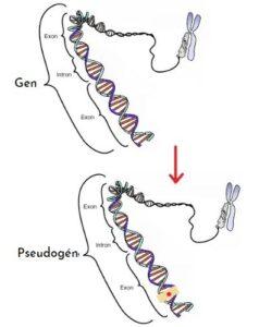 Pseudogenes