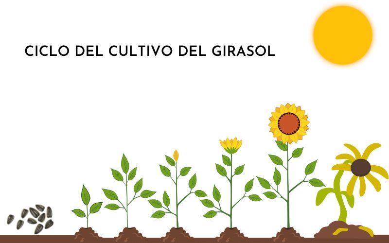 Ciclo de vida del girasol: qué es y sus etapas