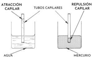 Capilaridad: qué es, definición, características, ejemplos Capilaridad: qué es, definición, características, ejemplos