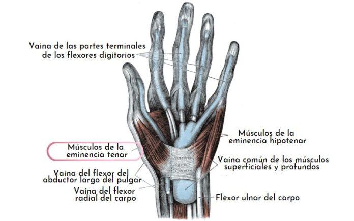 Eminencia tenar qué es, músculos, enfermedades y tratamientos