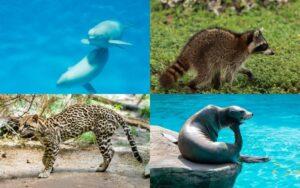 Especies mexicanas de mamíferos acuáticos y terrestres